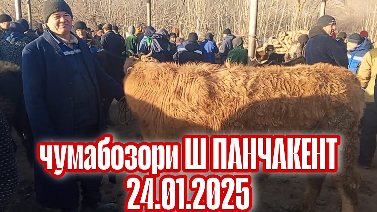 ЧУМАБОЗОРИ Ш Панчакент 24.01.2025