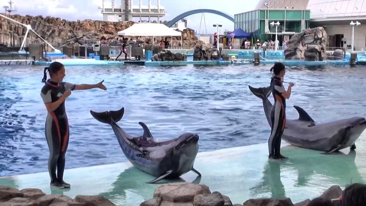 イルカ・パフォーマンス ＆ スプラッシュタイム　2013/08/31　名古屋港水族館