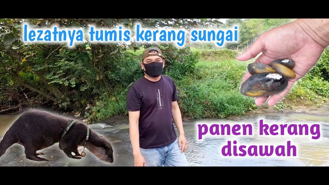 berburu kerang disawah.