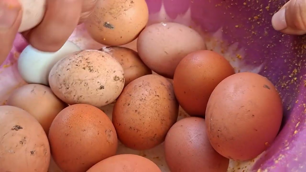 Abono orgánico y gallinas ponedoras