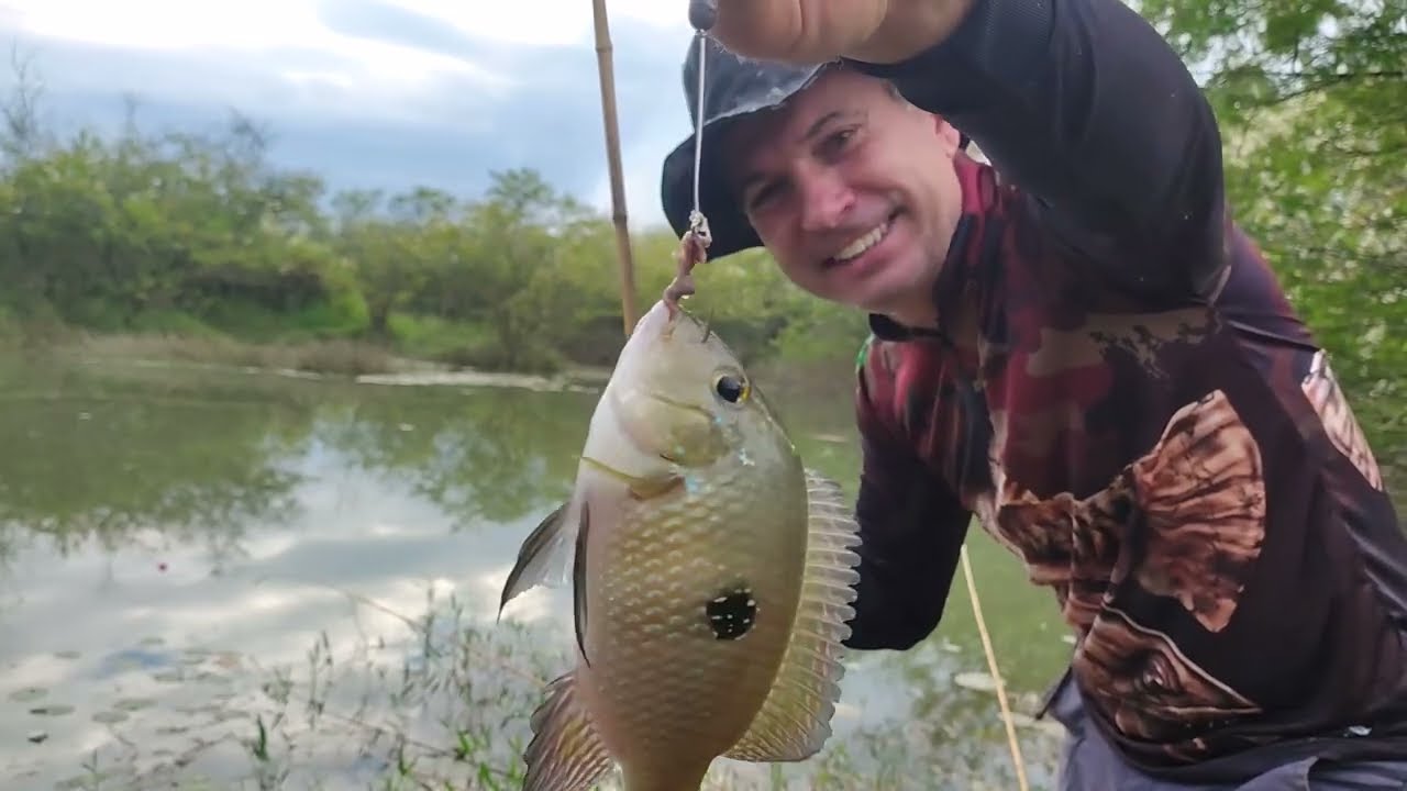 Pescaria caipira, carás gigantes, é de assustar o tamanho deles, Pescaria!!