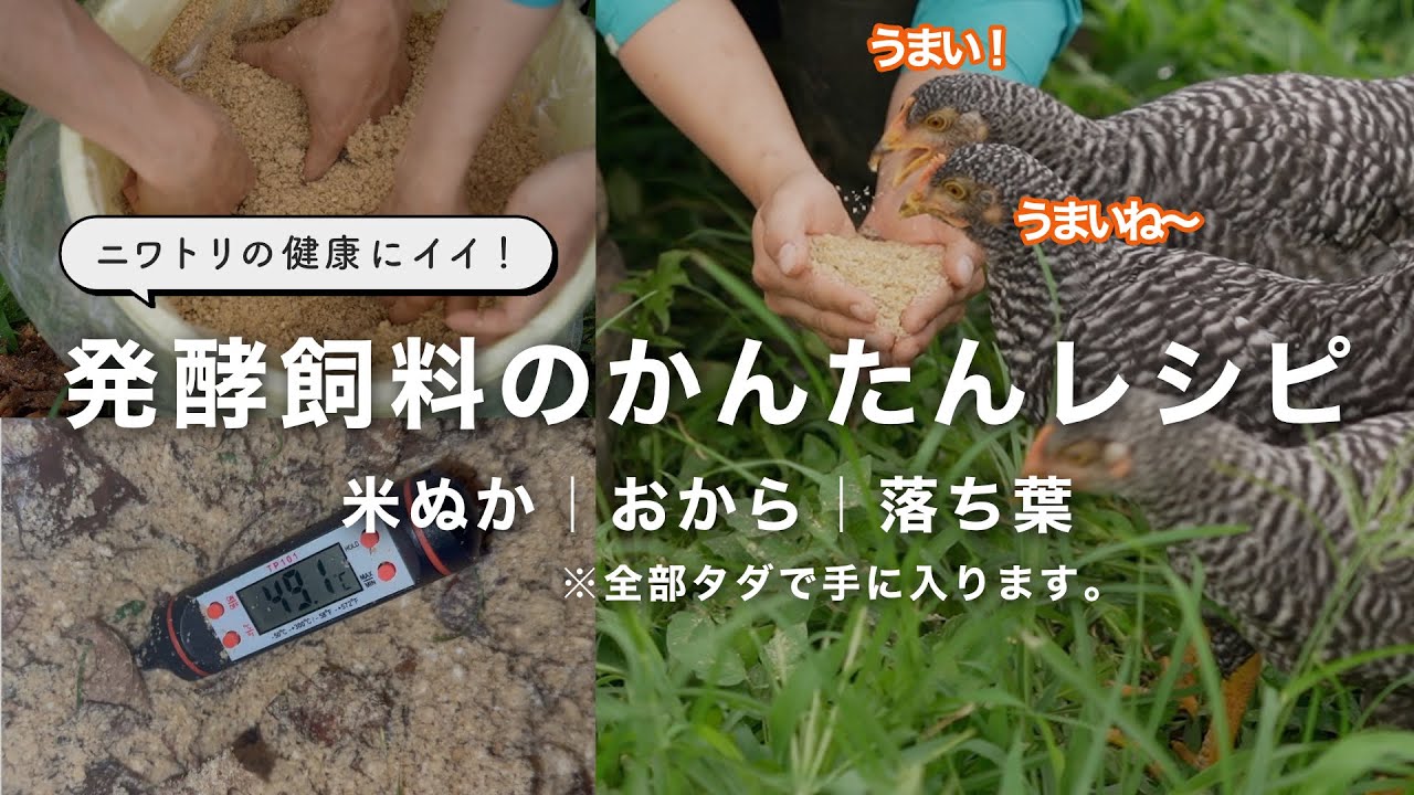 ニワトリの健康にいい発酵飼料のレシピ｜失敗しないためのポイントも解説します