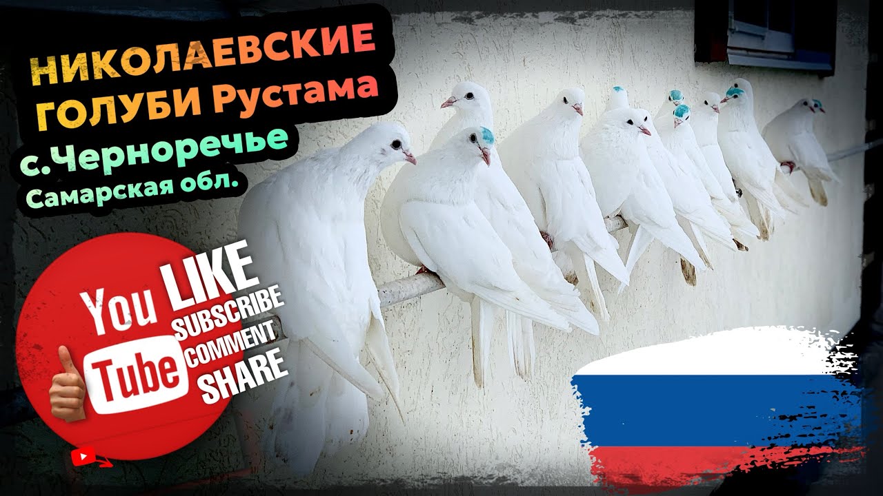 Николаевские голуби Рустама. с.Черноречье Самарская обл. тел +7 (917) 813-21-47