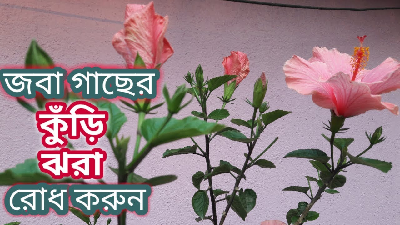 জবা গাছের কুড়ি ঝরা রোধ করবেন কিভাবে/Tips to prevent HIBISCUS flowers from falling