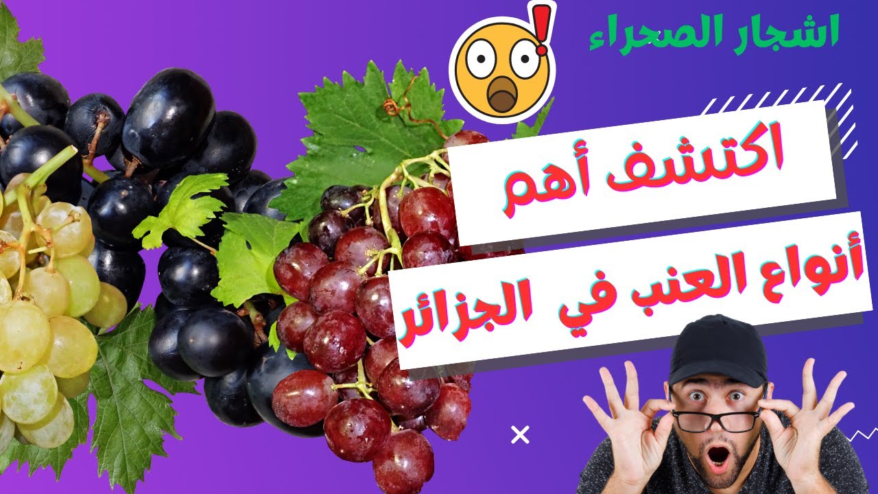 اكتشف أنواع العنب الفريدة في قلب الصحراء