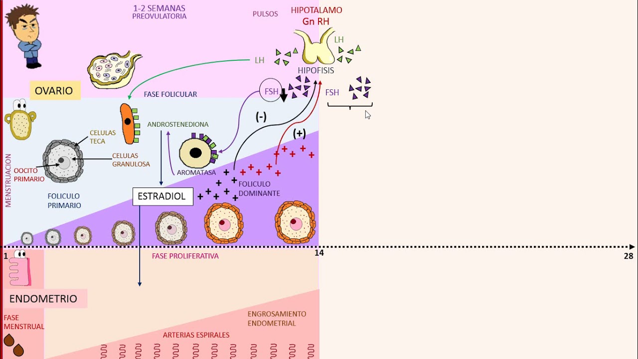 Ginecologia: Ciclo Menstrual