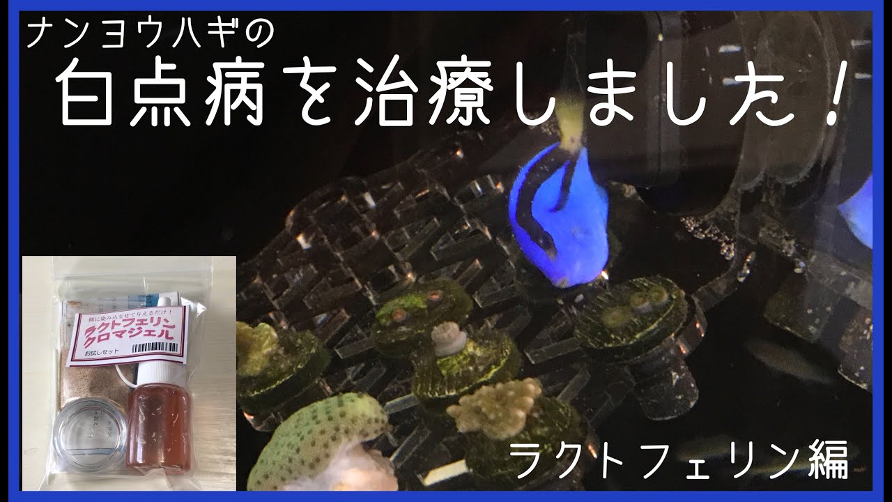 【14】ナンヨウハギの白点病を治療しました！ラクトフェリン編🐠