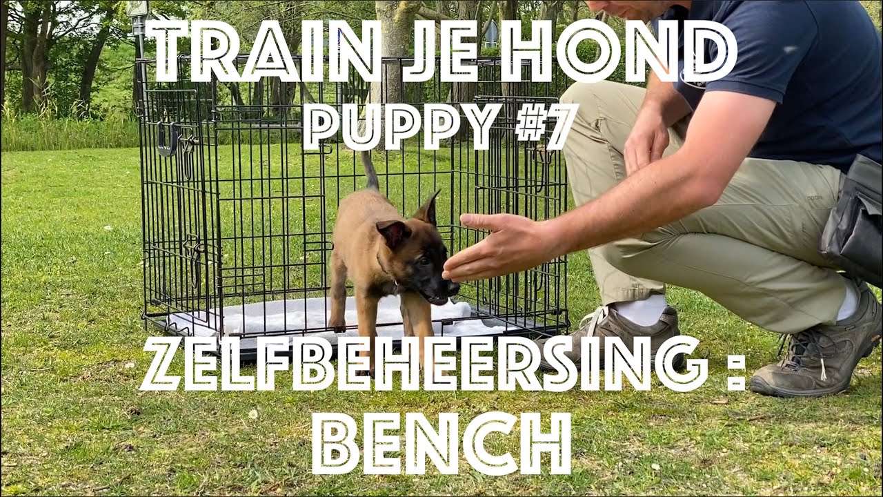 TRAIN JE HOND // Puppy #7 // Hoe leer je je puppy ZELFBEHEERSING : BENCH