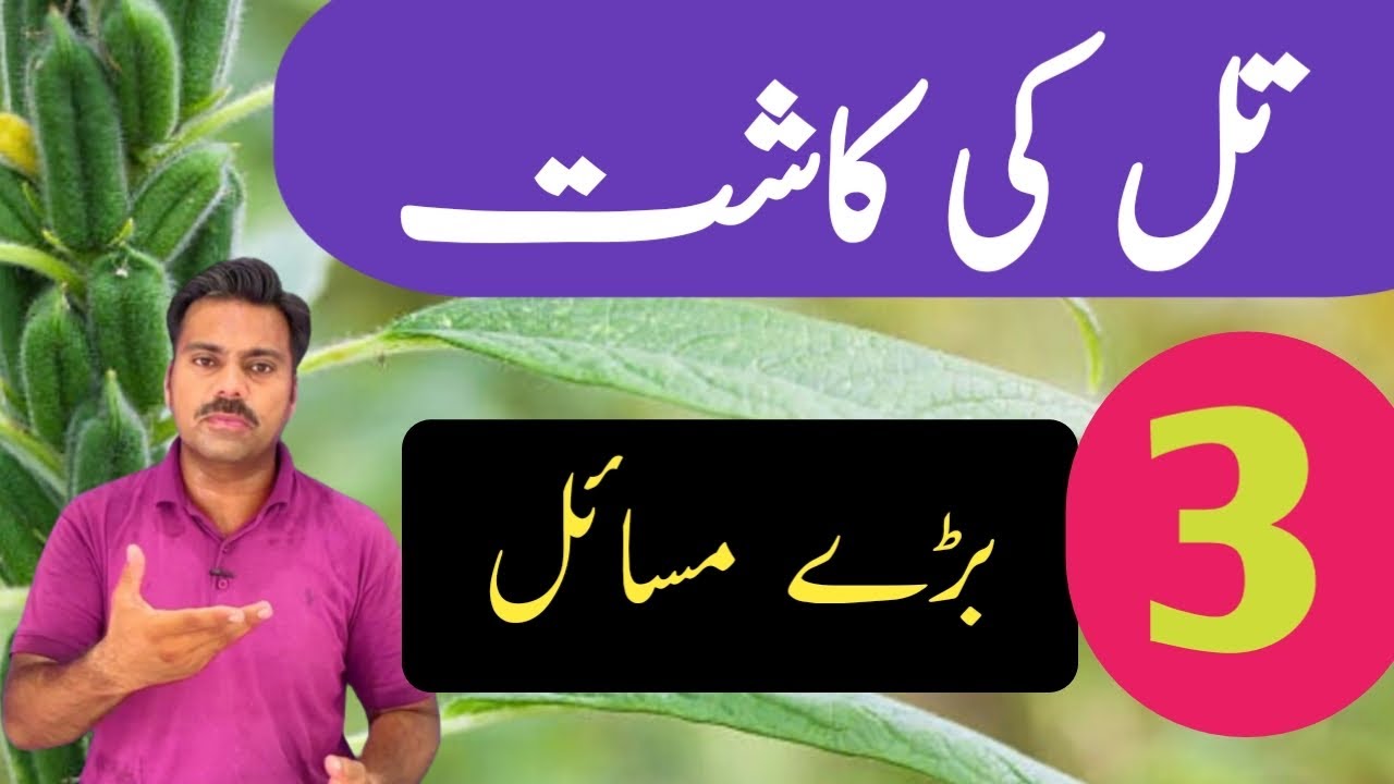 Big challenges in sesame crop cultivation | How to become sesame crop successful