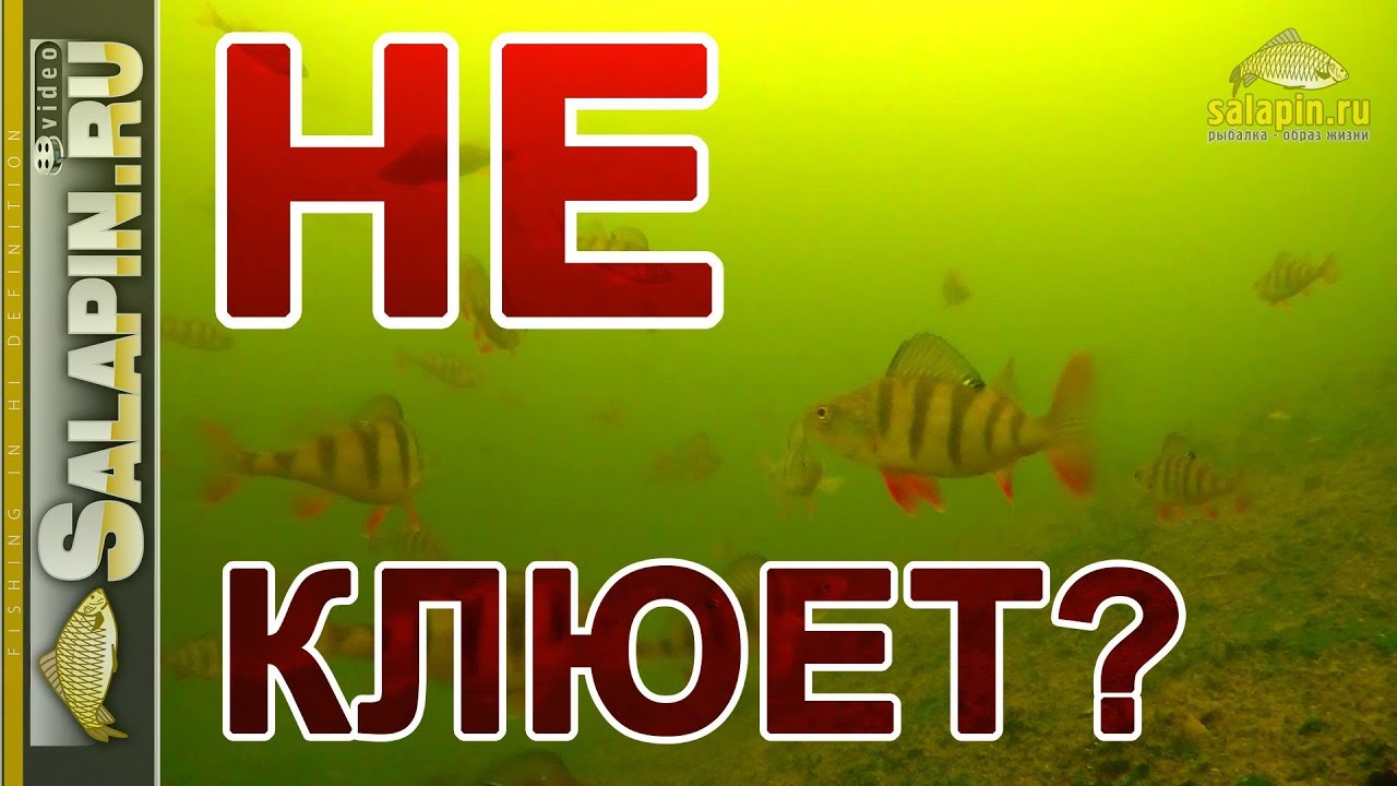 Когда не клюют 130 окуней :) (подводное видео) [salapinru]