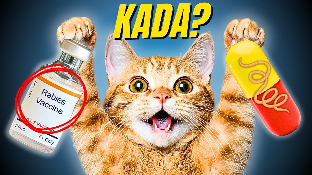 Zašto RIZIKOVATI? Tačan RASPORED preventive kod mačaka! ( vakcine,paraziti)