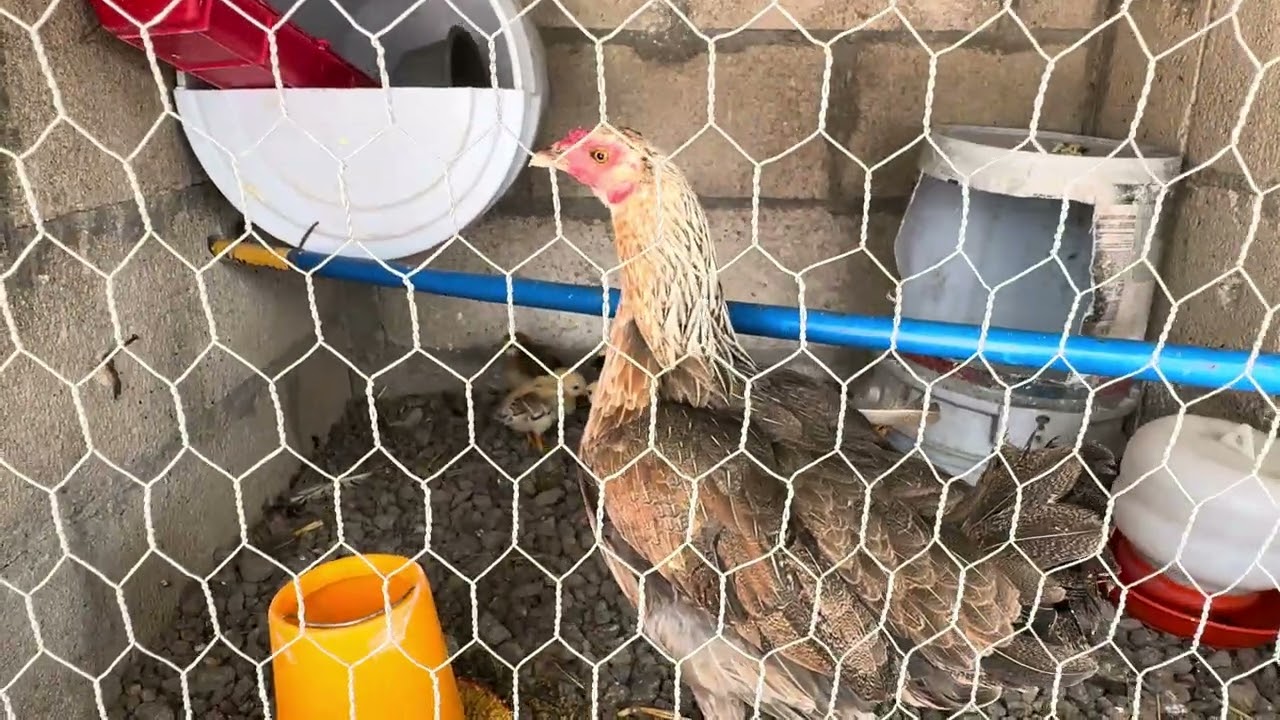 Haz esto si tienes una Gallina Culeca para que todos los pollitos nazcan en buenas condiciones. 