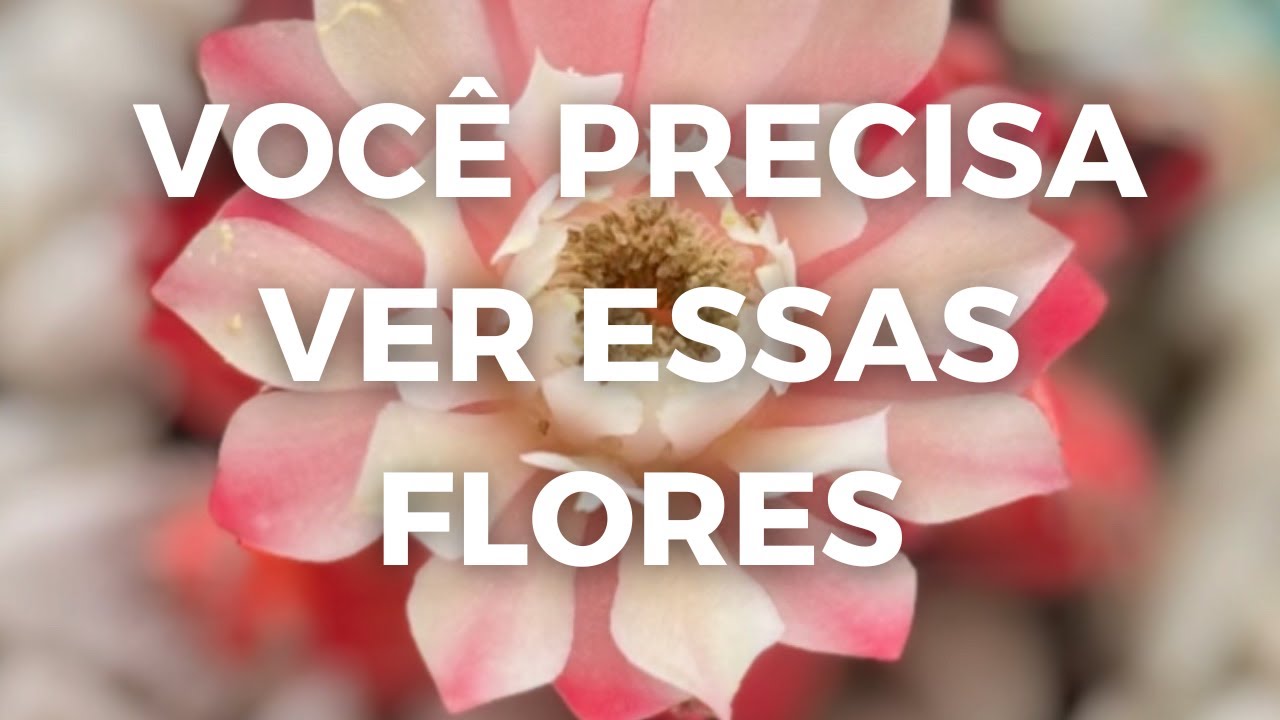 Flores em Destaque na Minha Coleção hoje