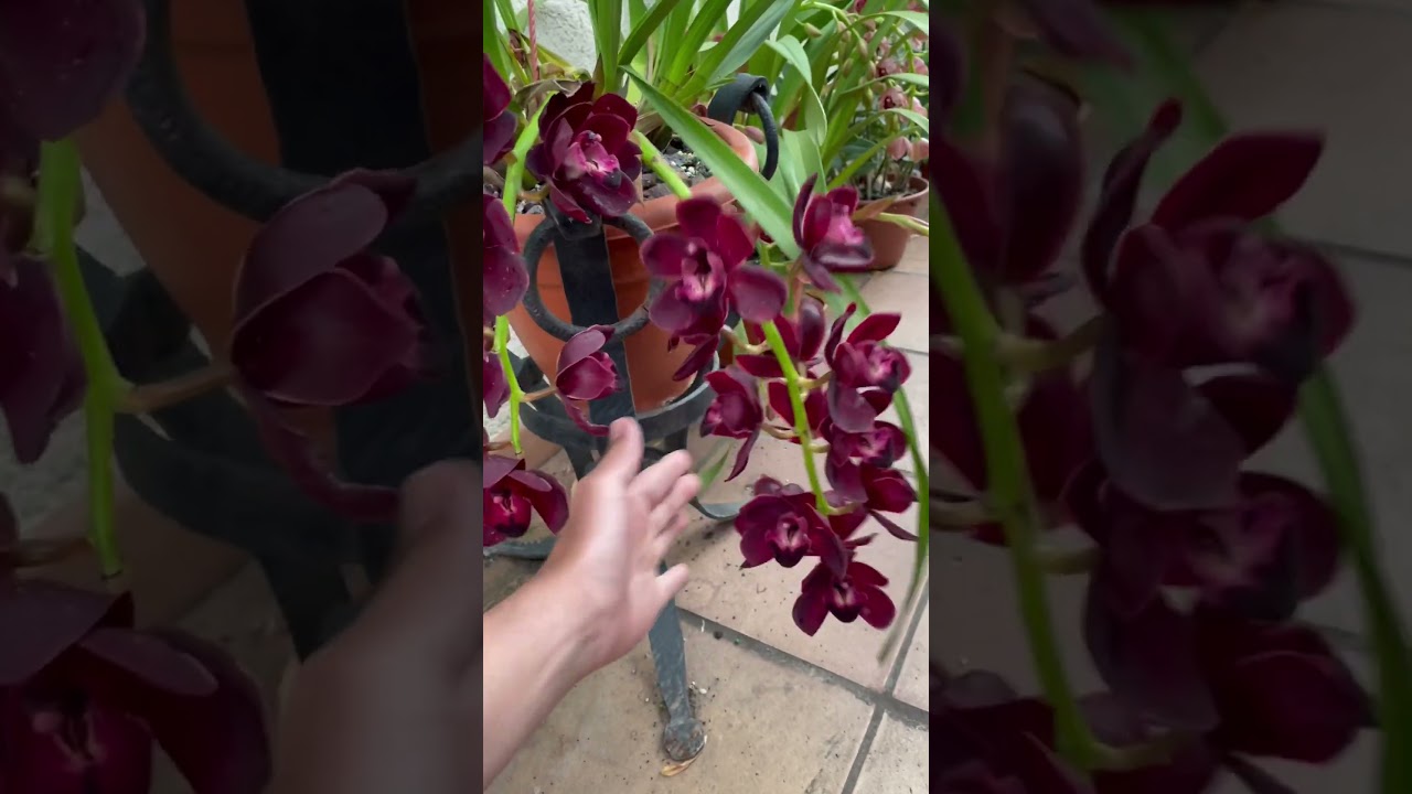 Orqu&iacute;dea Cymbidium Kiwi Medianoche en cascada 😍👍