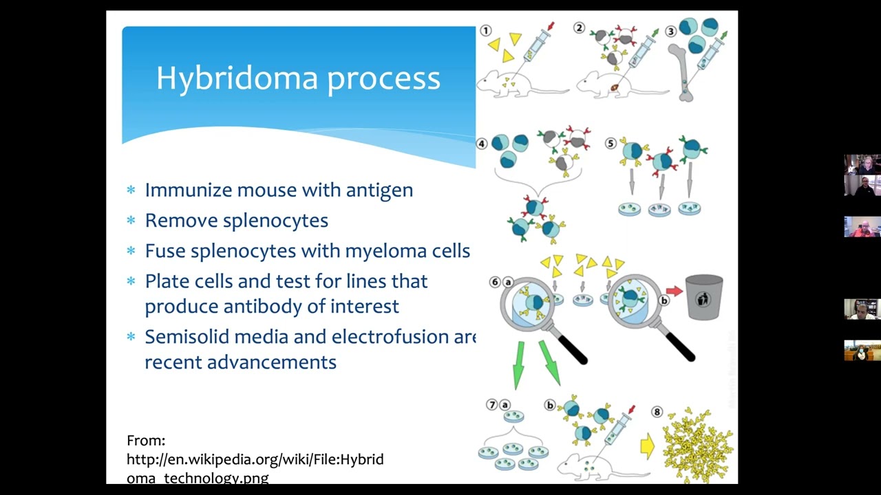 Monoclonal Ab manufacturing