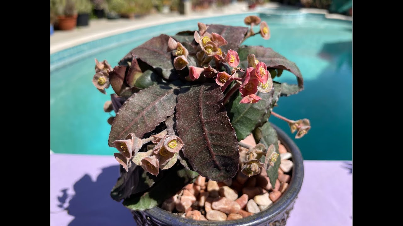 Euphorbia francoisii! Extremely Rare Caudiciform Succulent - Episode 141
