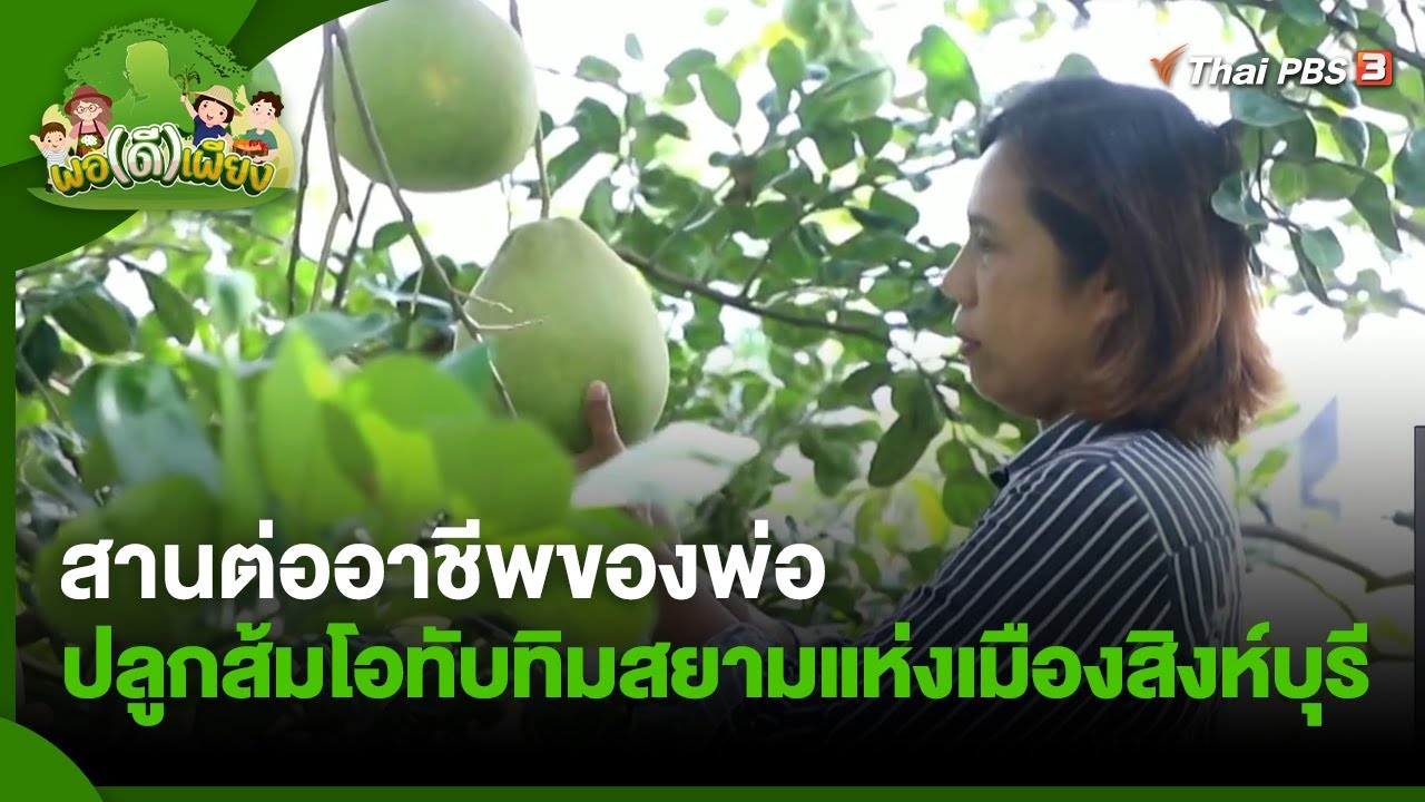 สานต่ออาชีพของพ่อ ปลูกส้มโอทับทิมสยามแห่งเมืองสิงห์บุรี | พอดีพอเพียง