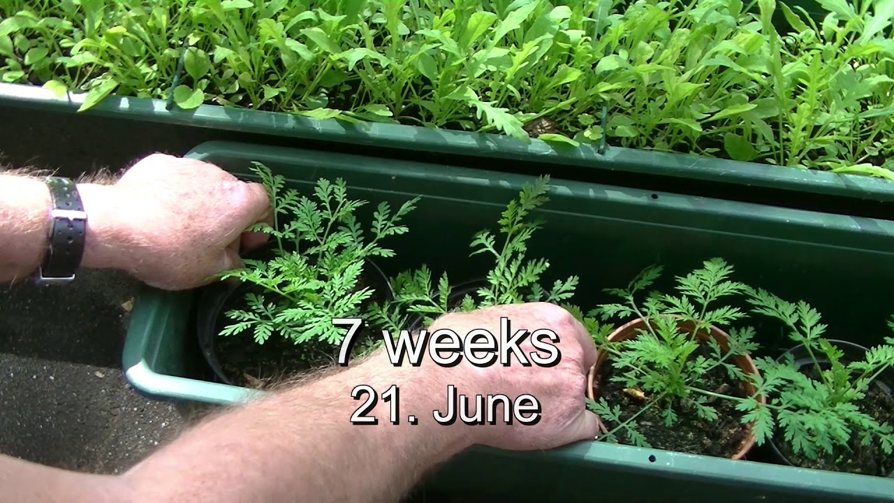 Полынь однолетняя (Artemisia annua) – от посева до сбора урожая растение, спасающее жизни.