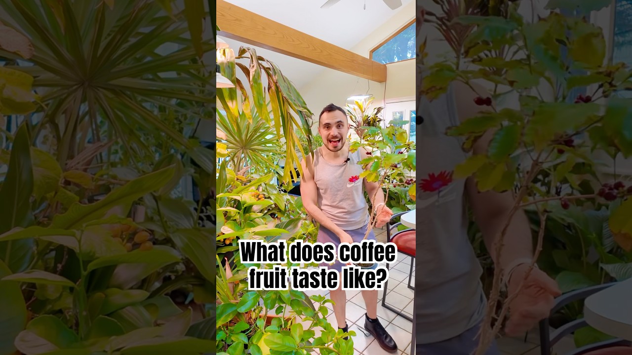 I&rsquo;m growing coffee in my house! #tropicalgarden #houseplants #meteorologist #longisland #garden