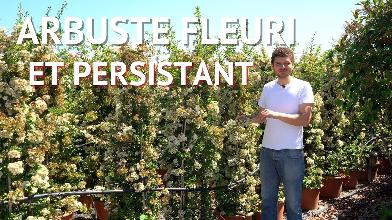 L'Osmanthus - Présentation de variétés et conseils d'entretien