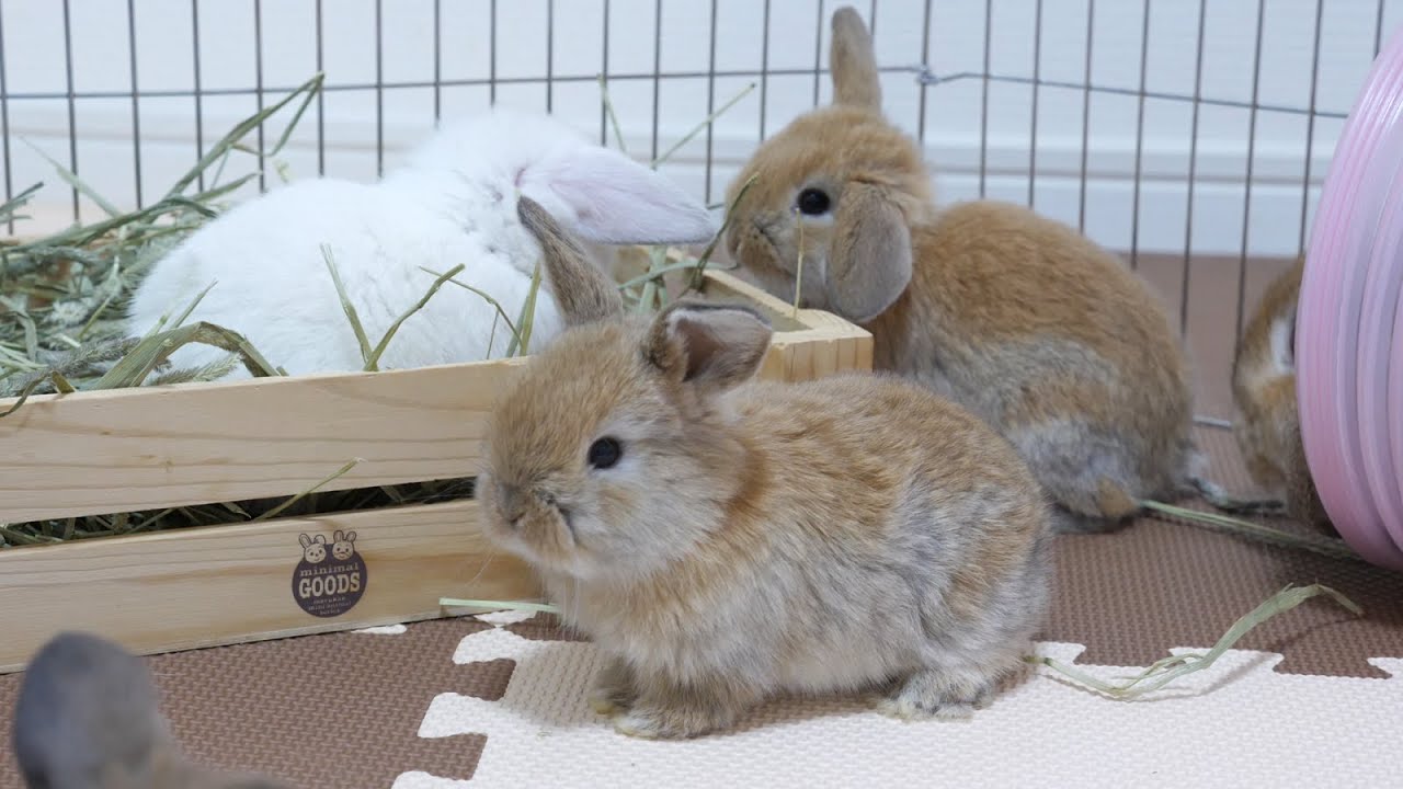 初めてのへやんぽに興味津々の６つ子赤ちゃんうさぎ【ホーランドロップ】