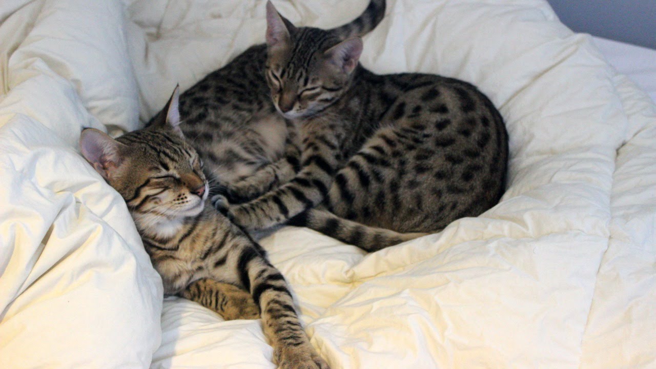 F4 Savannah Kittens - 4 months to 1 years old Transformation