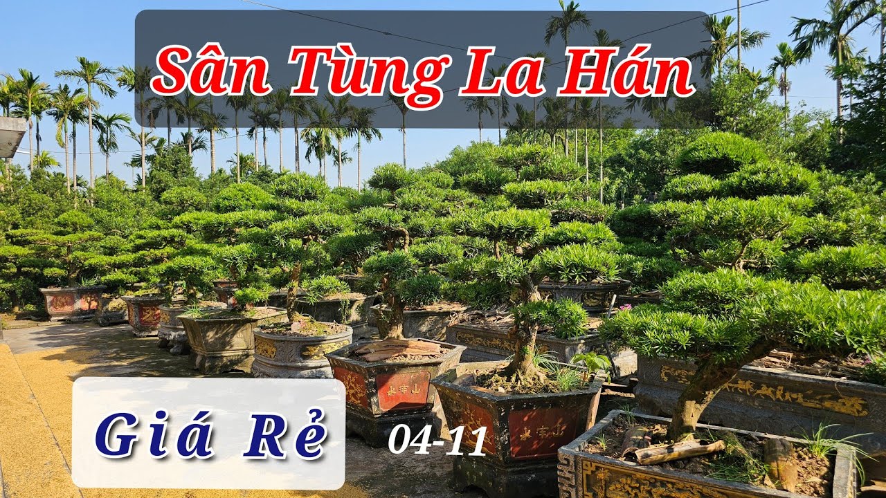 Bắt gặp S&acirc;n T&ugrave;ng La H&aacute;n Trong D&acirc;n Gi&aacute; Rẻ| B&aacute;o Gi&aacute; C&acirc;y Sanh Vip Mới