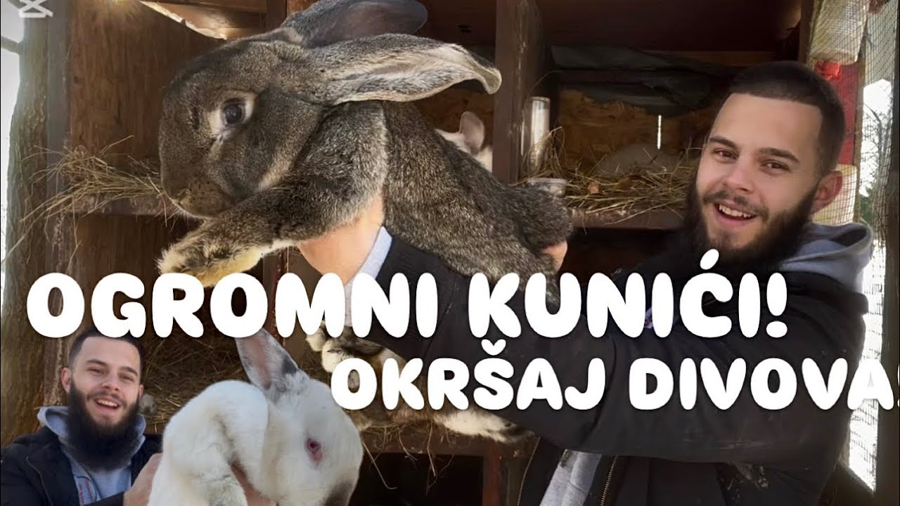Moji Kunići ORIJAŠ HAJKOM GIGANTI! Ishrana za kunice, zima za kunice!