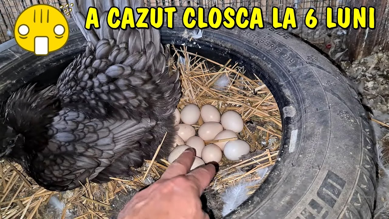 SURPRIZĂ RECORD - A căzut cloșcă la doar 6 luni o puică din acest an!