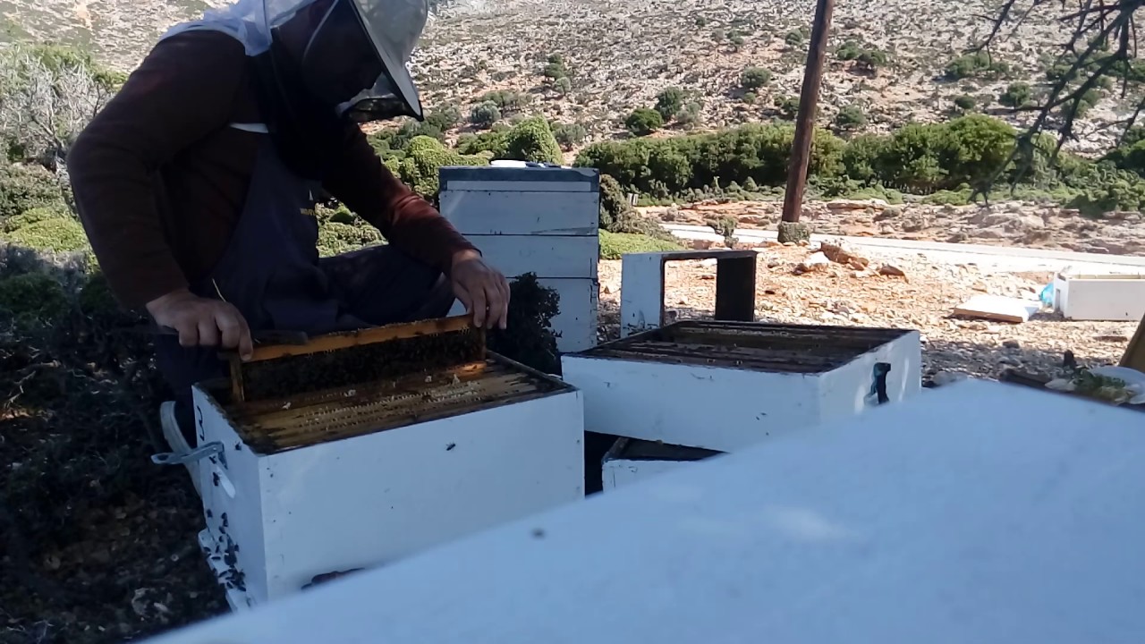 Ξεκαθάρισμα  Μελιών στο θυμάρι πρίν από τον τελικό τρύγο