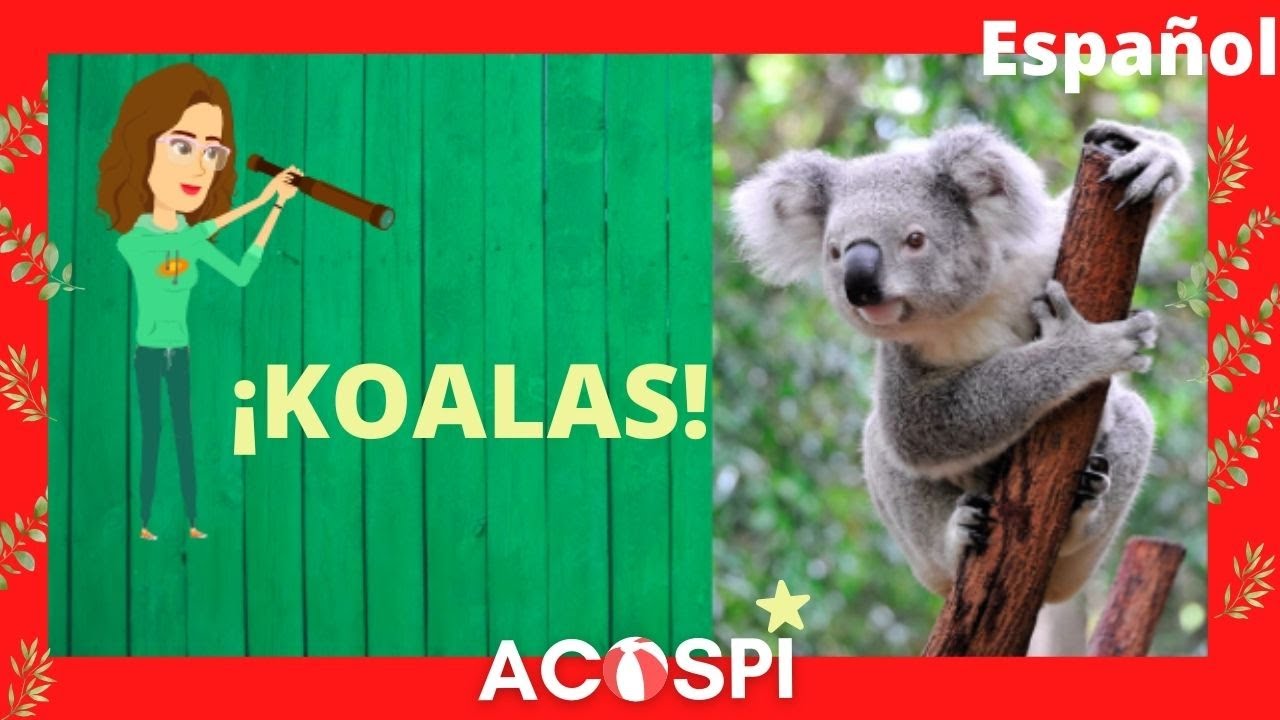 Koalas | Video Educativo para niños | ACOSPI - All about Koalas in Spanish for kids