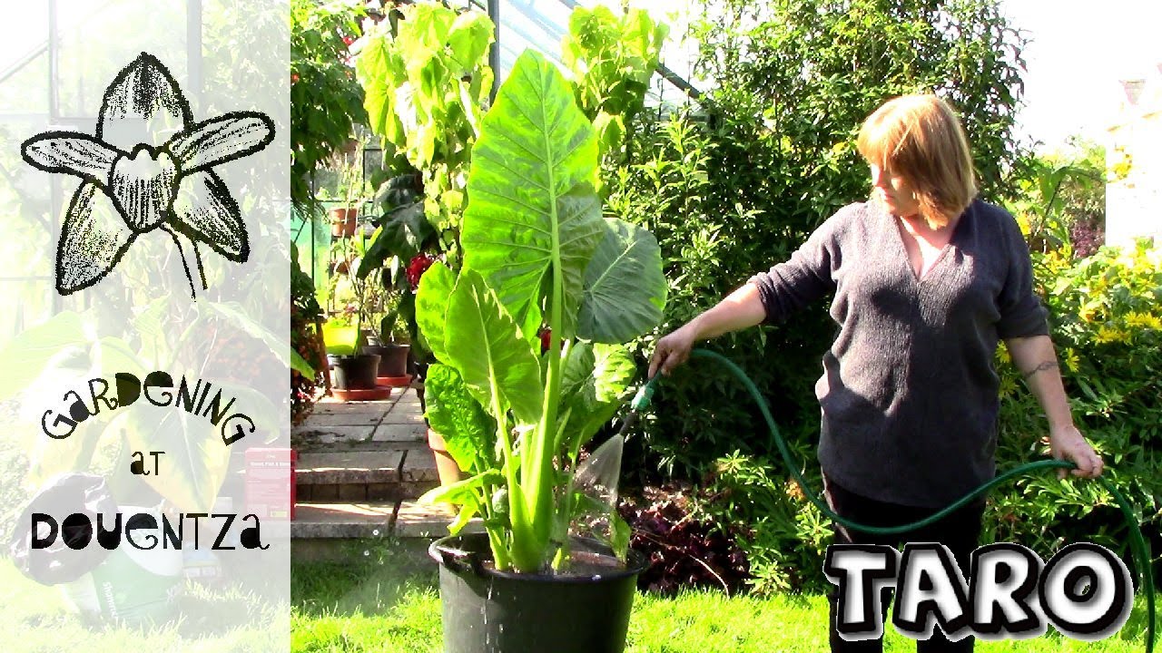 Repotting Giant Elephant Ears & Care Guide || Alocasia macrorrhiza || giant taro