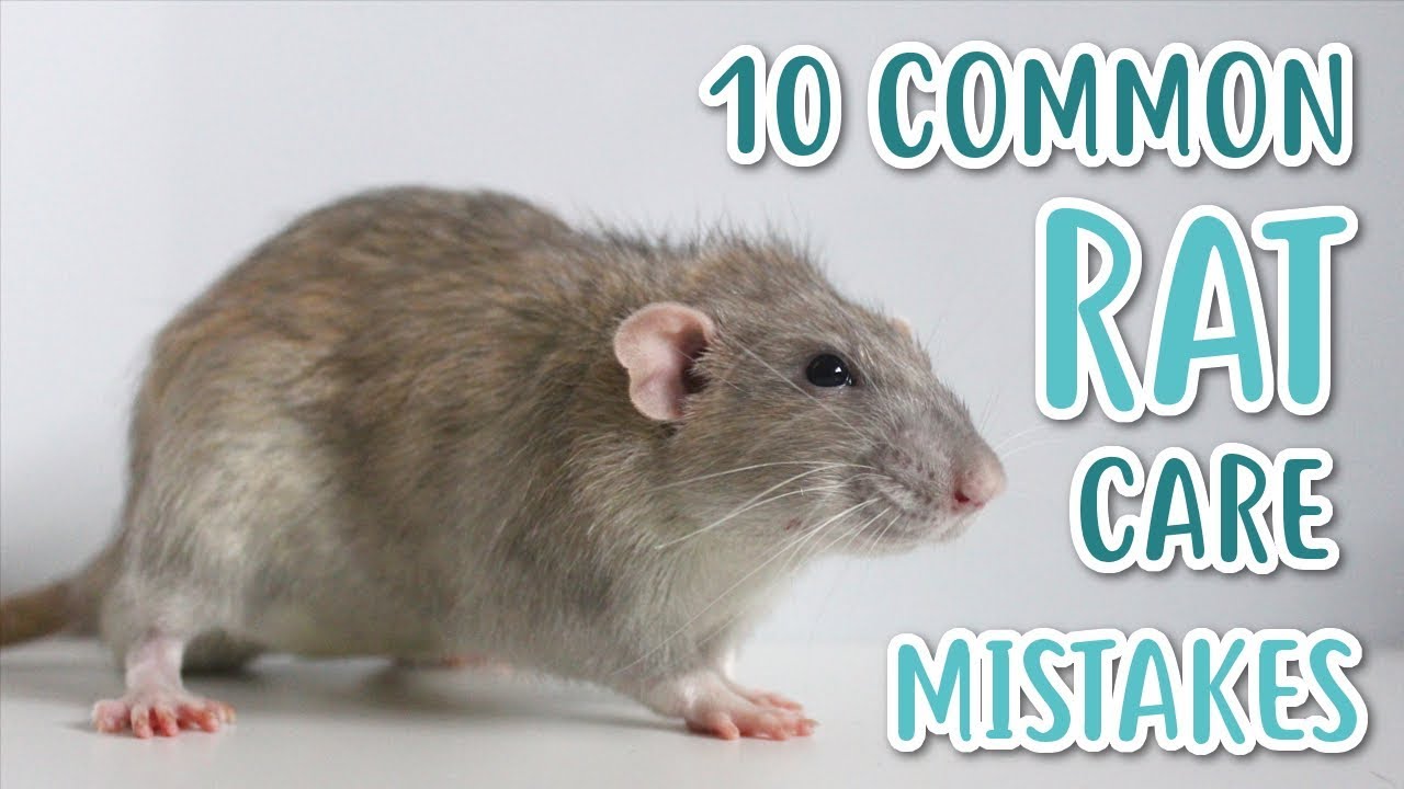 10 РАСПРОСТРАНЕННЫХ ОШИБОК ПРИ УХОДЕ ЗА КРЫСАМИ!