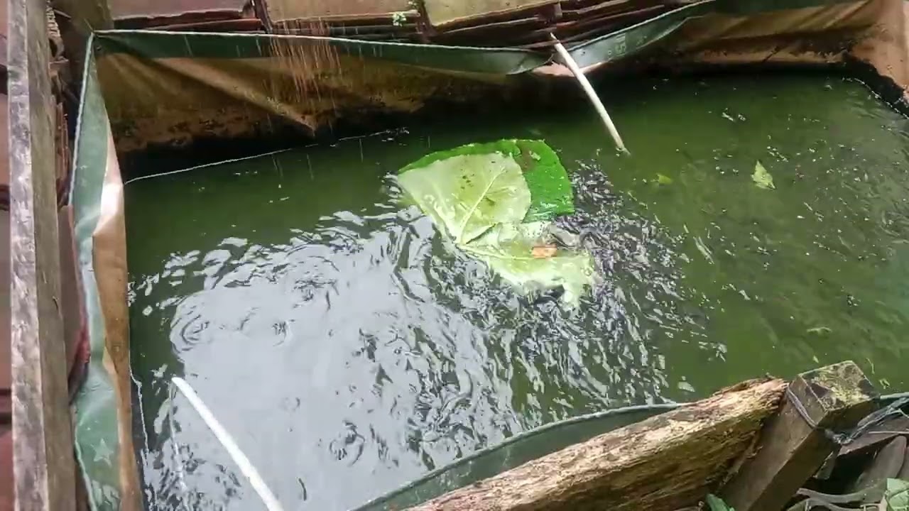 Perkembangan Lele Usia 20 Hari | Ternak Lele Cepat Besar, Air Jernih, dan Gerak Aktif di Kolam 🌿🐟