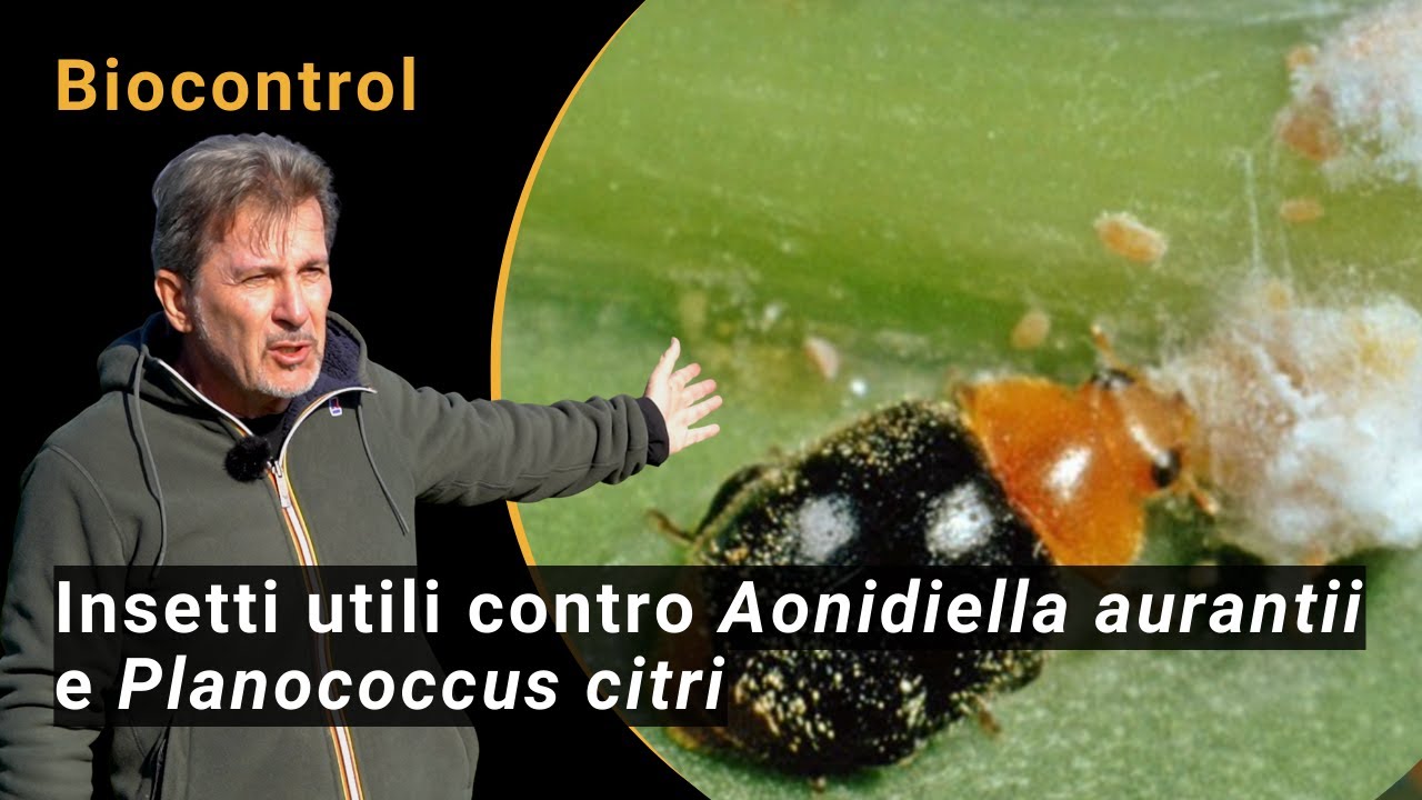 Biocontrollo nel'agrumeto biologico: Aonidiella aurantii/Aphytis e Planococcus citri/Cryptolaemus
