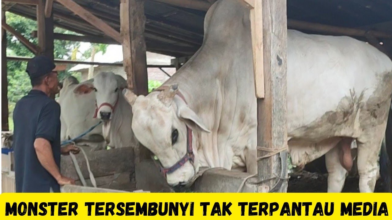 Monster Tersembunyi Tak Terpantau Media|Sapi PO Kebumen
