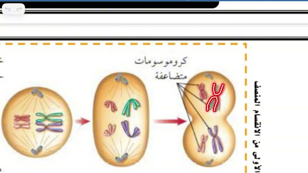إنقسام الخلية وتكاثرها علوم ثالث متوسط الترم الاول 
