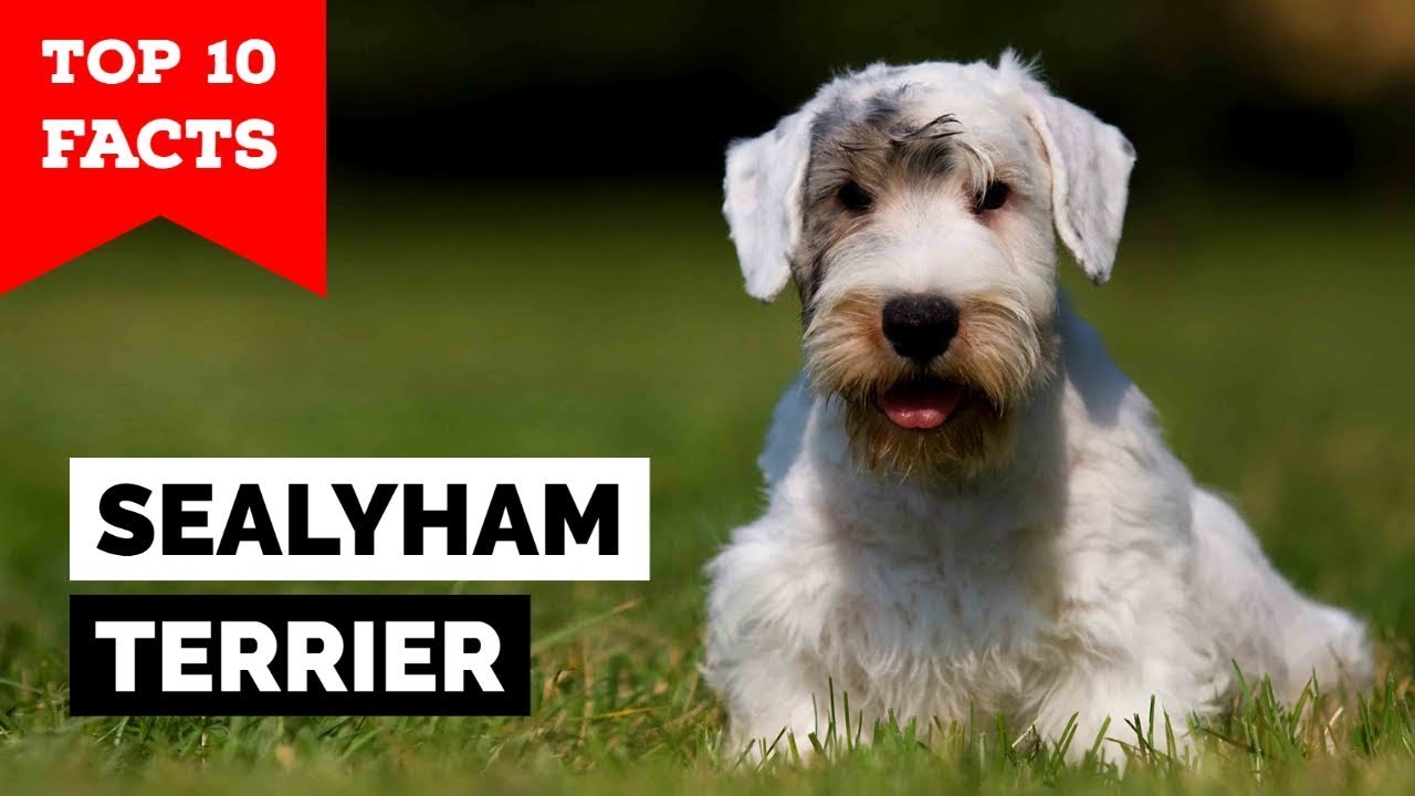 Sealyham Terrier - Top 10 Facts