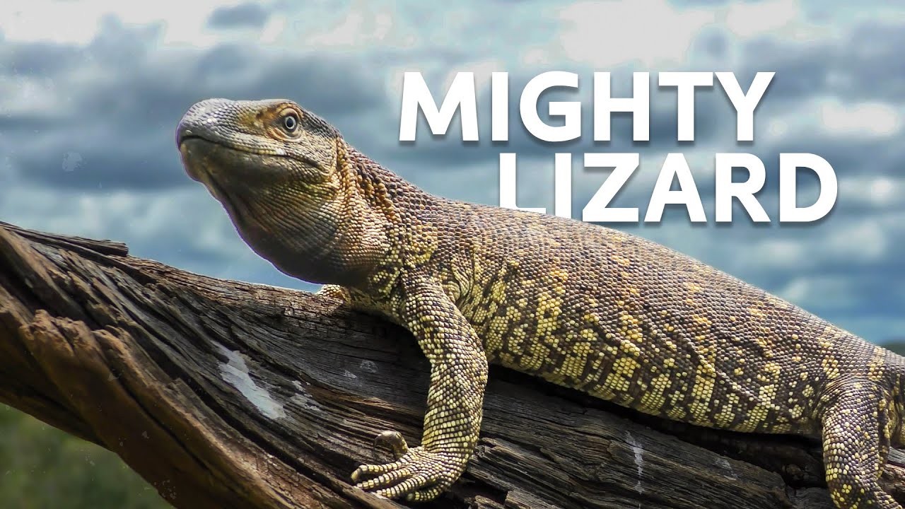 The Biggest Lizard In The World | Monitor Lizard Documentary