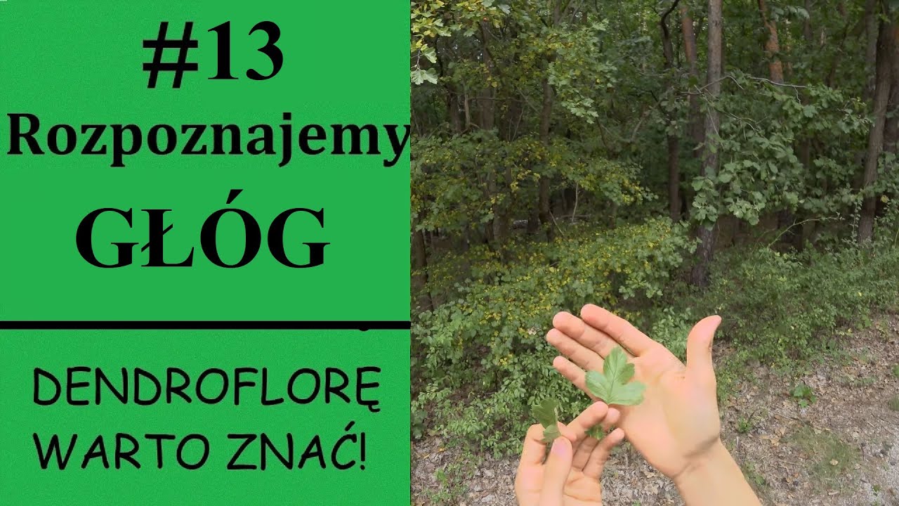 Rozpoznajemy GŁ&Oacute;G