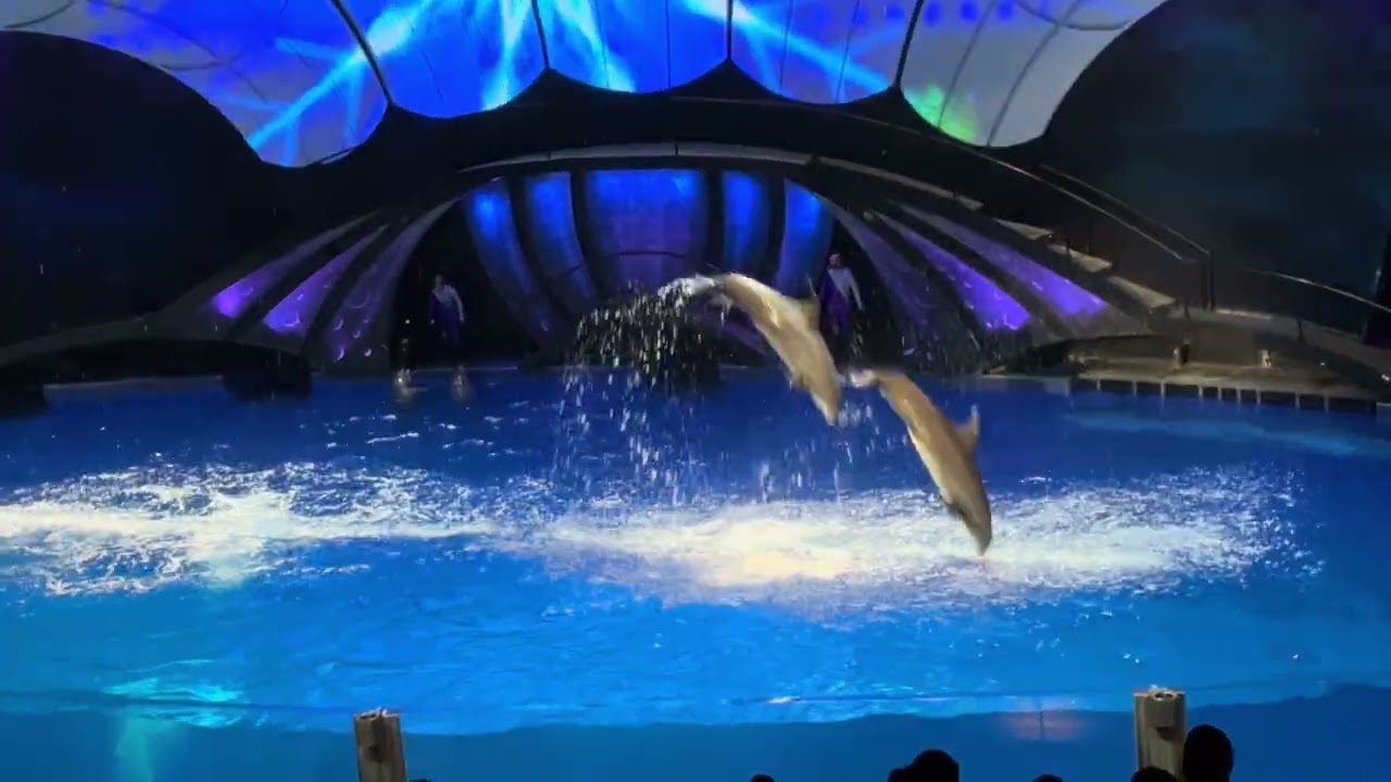 Dolphins show from Atlanta USA #aquarium #dolphin #show #performance #fun #atlanta #usa #relax