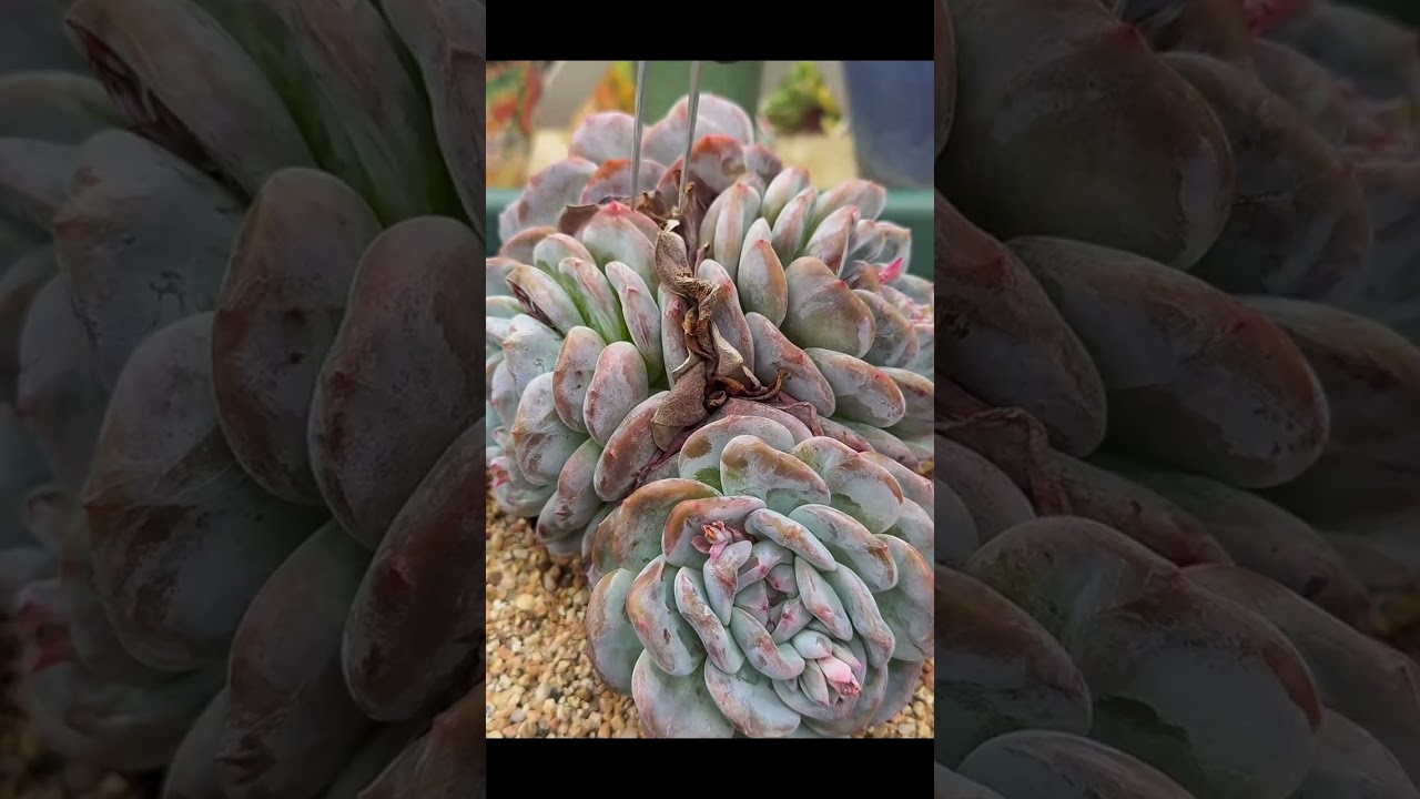 XULTRA CRUNCHY/Succulent Clear Deep Clean-🌵Most Satisfying Dry Leaf 🍃 Removal ASMR 🌵❤️