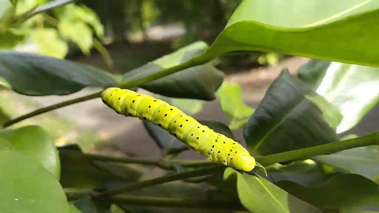 The 4 O'clock Moth and Caterpillar. Dysphania Fenestrata.