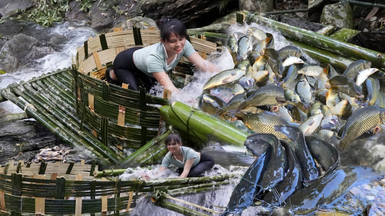 Create a Fish Trap with Bamboo, Block the fast water flow to catch 100kg of carp | Em Tên Toan