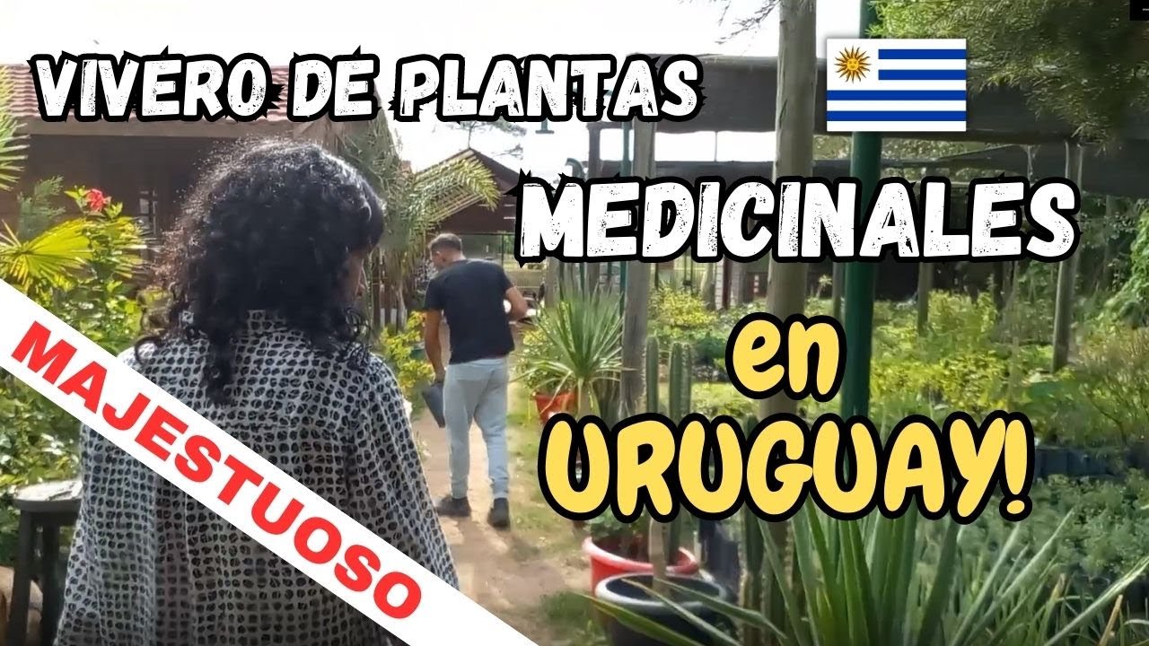DEBES VER ESTO, NUNCA PENSE  ESTAS PLANTAS CURATIVAS  en URUGUAY - en EL VIVERO DE PACHAMAMA