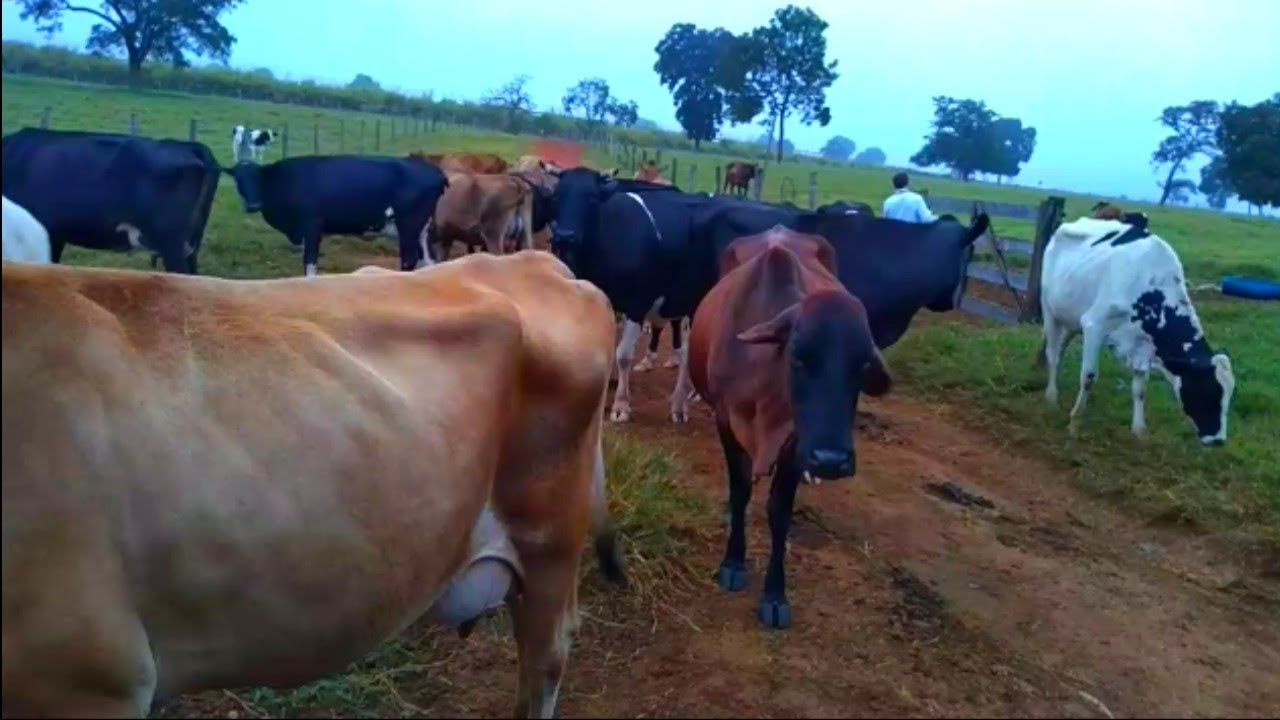 Rotina da tirada do leite no s&iacute;tio da fam&iacute;lia!!!