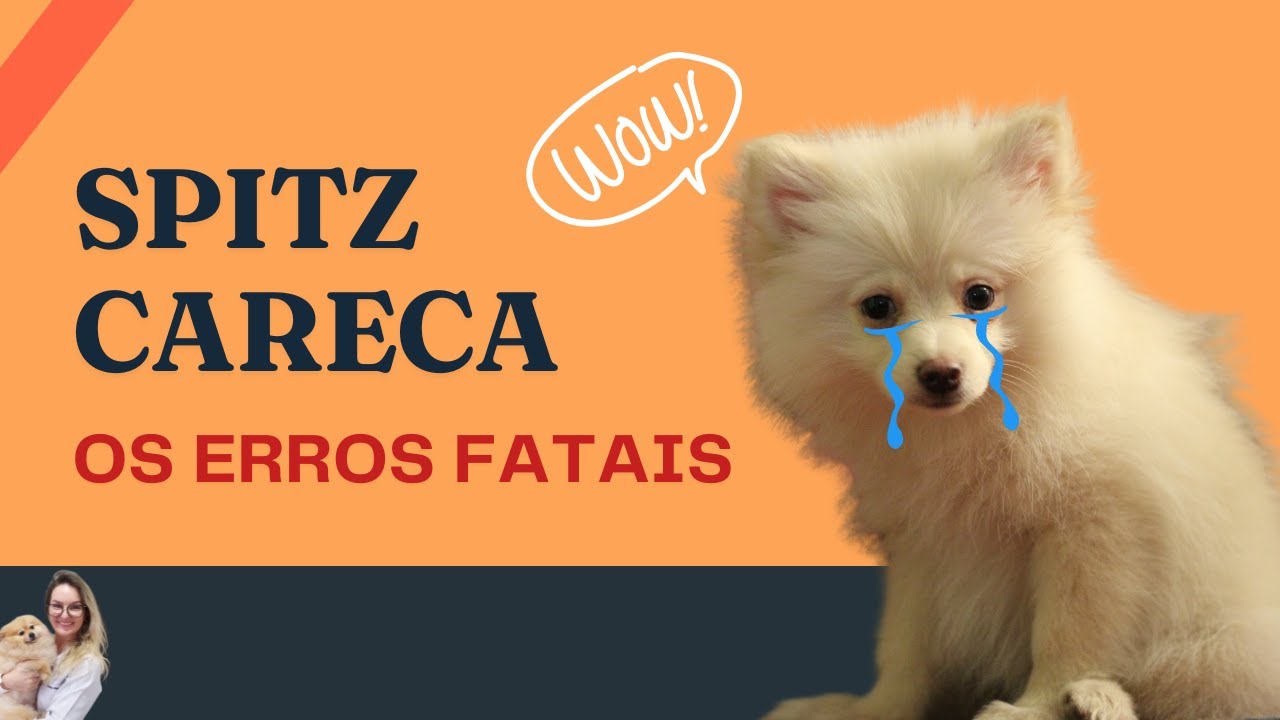 7 Falhas que acabam com a pelagem | Spitz Alemão | Lulu da Pomerânia