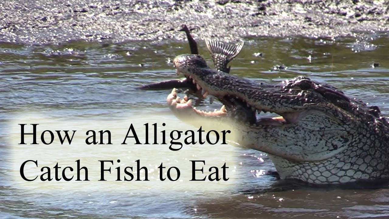 How an Alligator Catch Fish to Eat