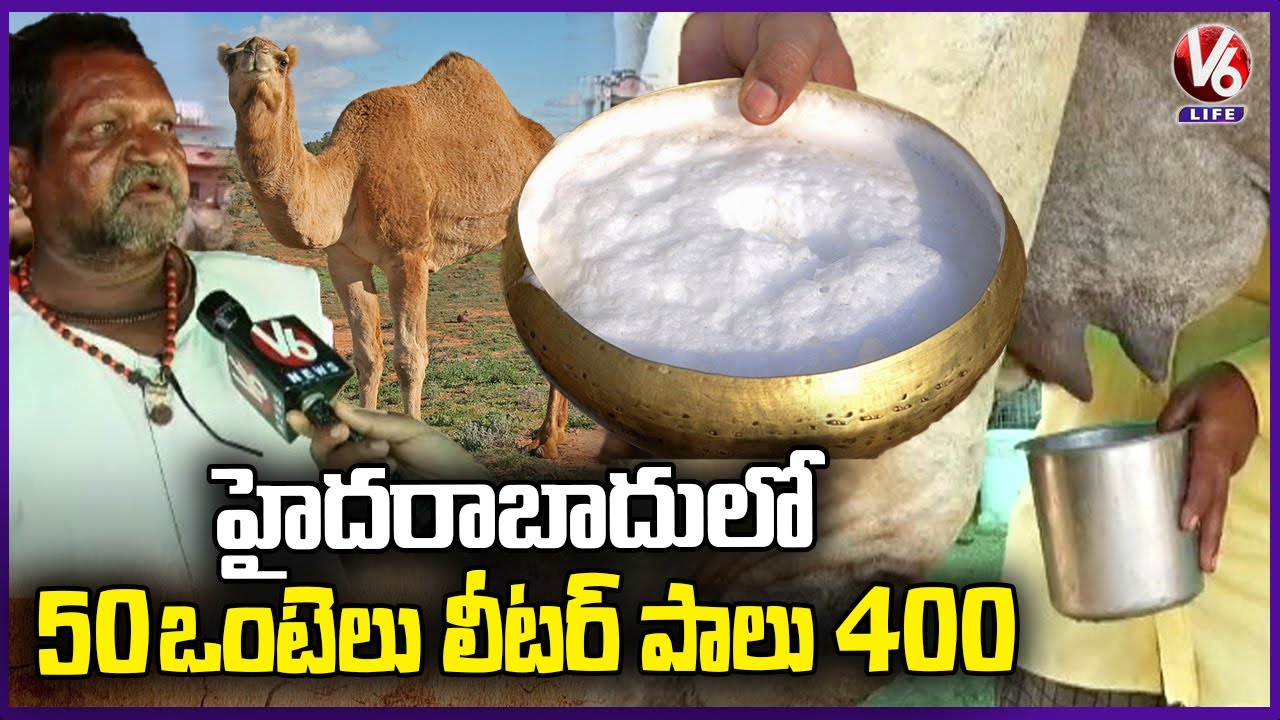 A Family Depends On Camel Rearing Since 25 Years | Liter Camel Milk Rs 400 | V6 Life