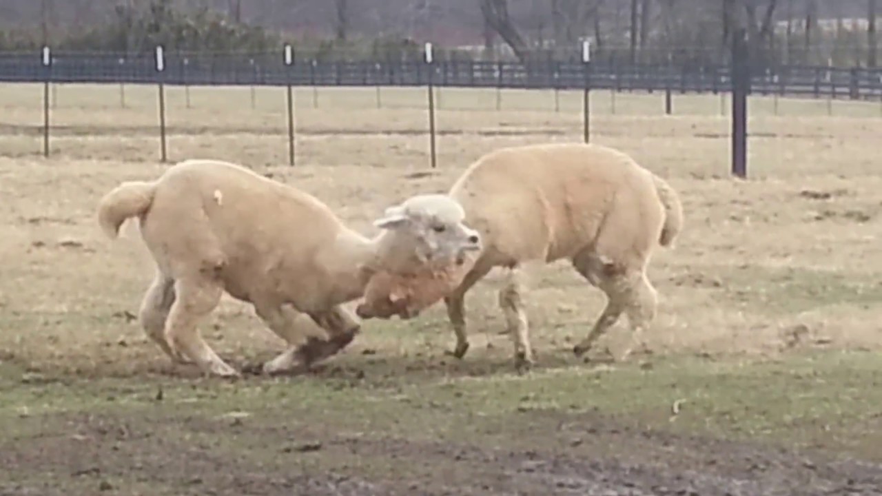 Sweet & Sour Alpaca behavior and how they settle arguments